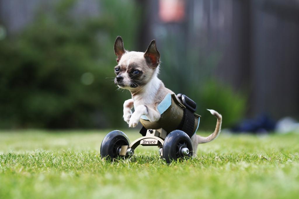  Küçük Köpek / Kedi İçin Tekerlekli Sandalye Plastik Aparat